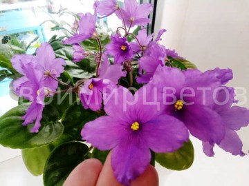 Фиалка НД-Цикады трейлер 